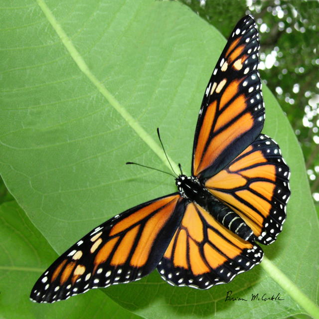 (image for) Monarch Butterfly